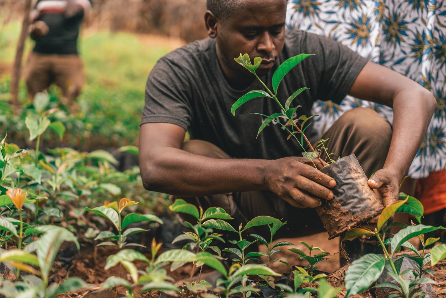 Like a WellPlanted Tree, Corporate Sustainability with Deep Roots Will